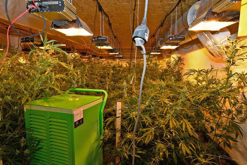 Ermittlungen führen zu Profi-Cannabisplantage