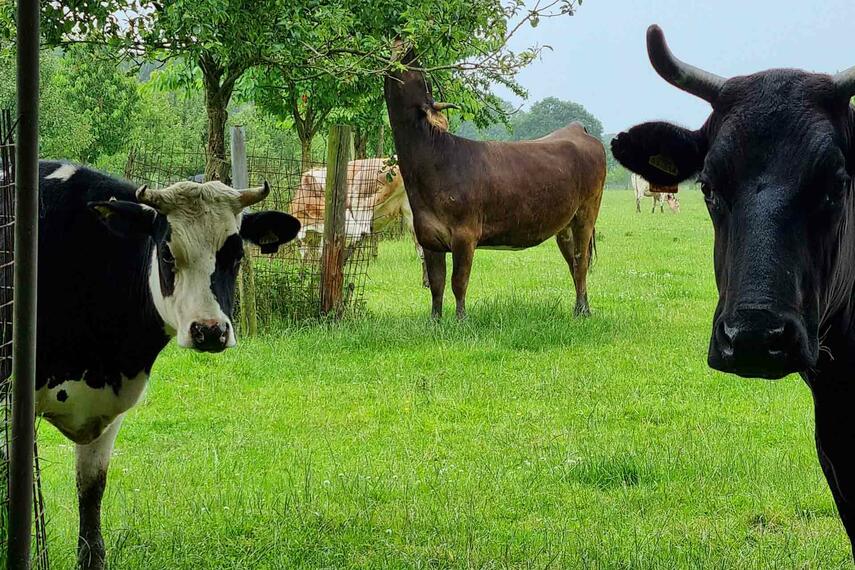 10. Agroforst-Praxisstammtisch Niederrhein trifft sich am 7. November auf dem Rouenhof